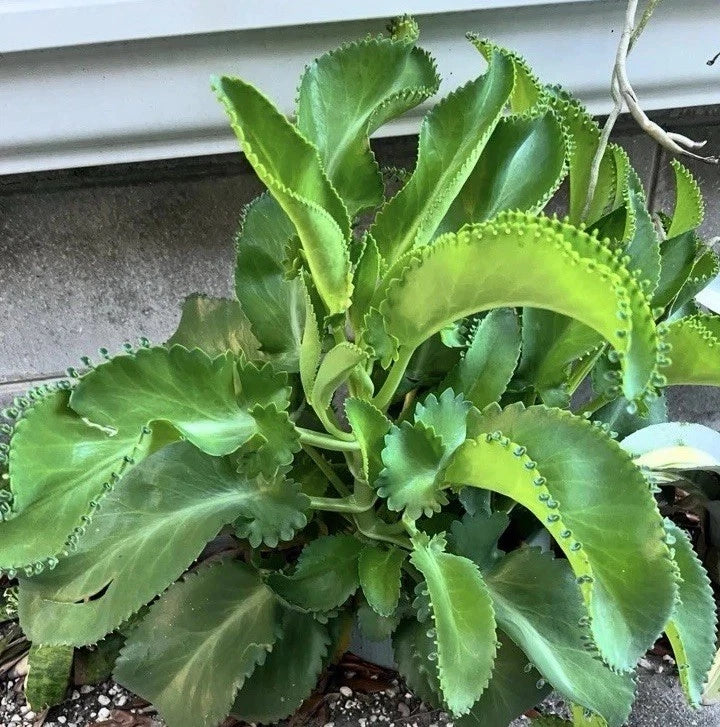 Live Kalanchoe Mother of Thousands Plants - 4 Bare Root Succulents - Kalanchoe daigremontiana - Small-Medium Size