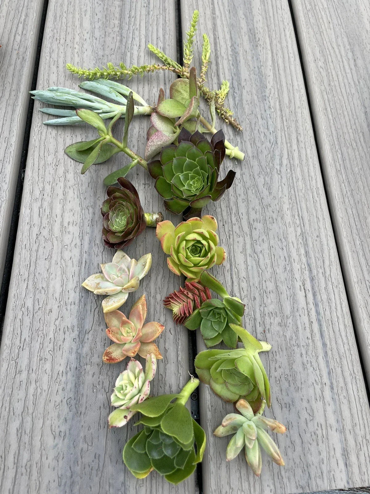 15 Assorted Succulent Cuttings - Diverse Varieties for Planting and Crafting - Ideal for Home Decor - Various Species