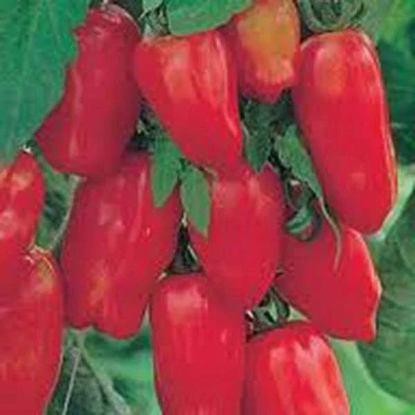 San Marzano Tomato Seeds, 500 Count, Heirloom Variety, Solanum lycopersicum, Sweet Low-Acidity Italian Tomatoes