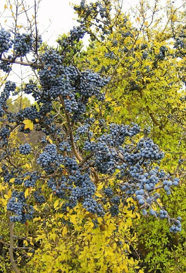 Organic Wild Olive Seeds | 5 Seeds | Fragrant High Yield | Forestiera pubescens | Eco-Friendly Gardening