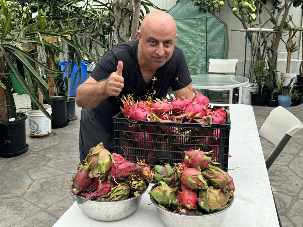 Dragon Fruit Cuttings 8-14 Inches Long, Delicious Variety, Hylocereus spp., 9 Healthy Cuttings for Thriving Plants