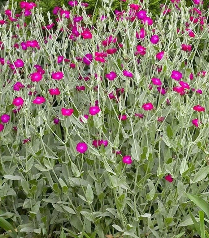 Lychnis Coronaria Seeds - 25 Perennial Flower Seeds - Rose Campion Mix - Pink Red White Blooms for Garden Planting