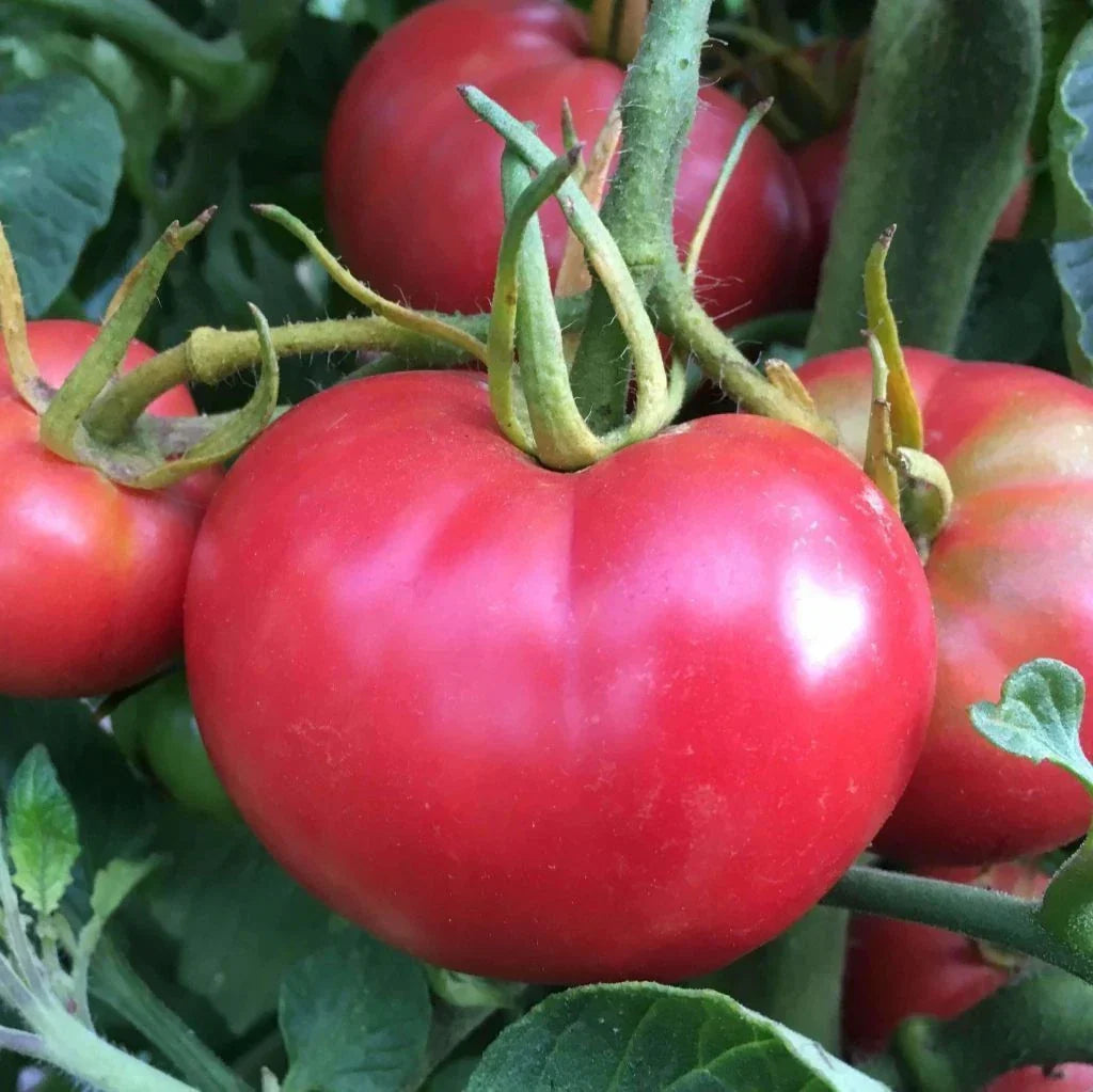 Tomato Seeds 100 Count - Bradley Pink Variety - Solanum lycopersicum - Sweet Dark-Pink Fruit for Canning and Fresh Eating