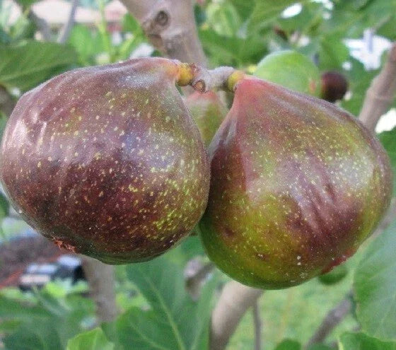 Olympian Fig Live Plant 1 QT Ficus Carica in Grow Bag - Perfect for Container Gardening, Zones 7-10, Sweet Figs