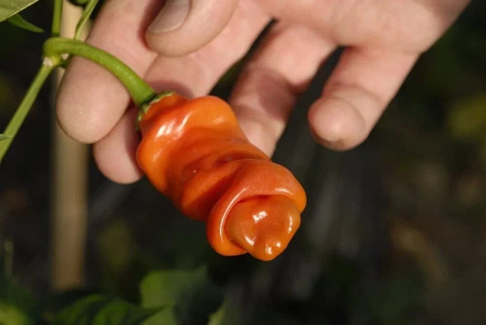 Peter Pepper Seeds 30 Count - Easy to Grow Exotic Capsicum annuum for Spicy Flavor and Unique Appearance