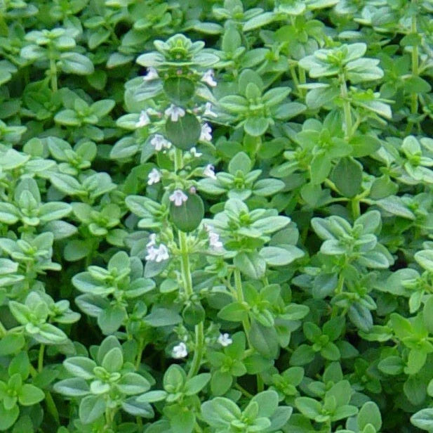 Common Thyme Seeds 1000+ German Winter Perennial Herb Groundcover Thymus vulgaris - Non-GMO, Easy to Grow