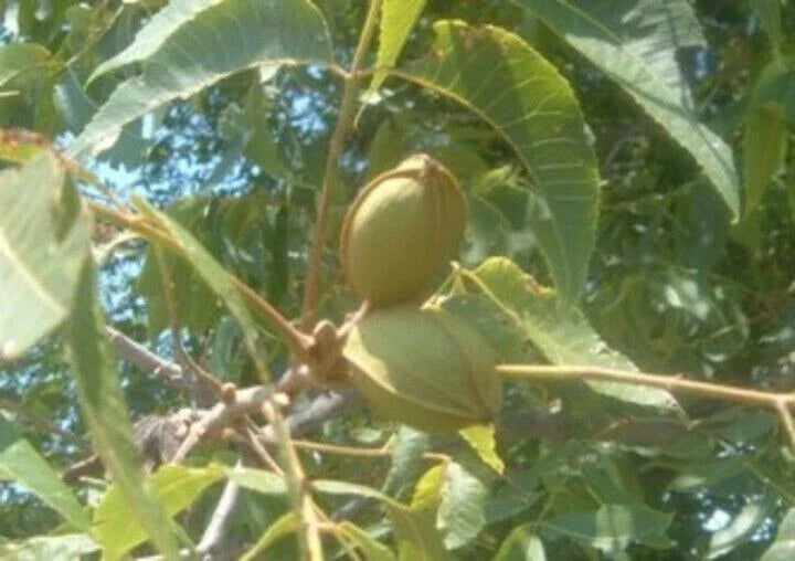 Live Pecan Tree Seedling - 1 Year Old - Nut Tree Carya illinoinensis - Hardy with Green Leaves - Ready to Plant