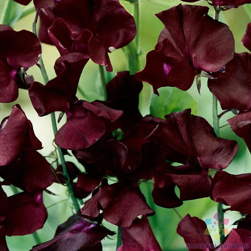 Beaujolais Sweet Pea Seeds - 50+ Pack - Deep Burgundy Flowers - Lathyrus odoratus - Non-GMO Garden Seeds for Planting