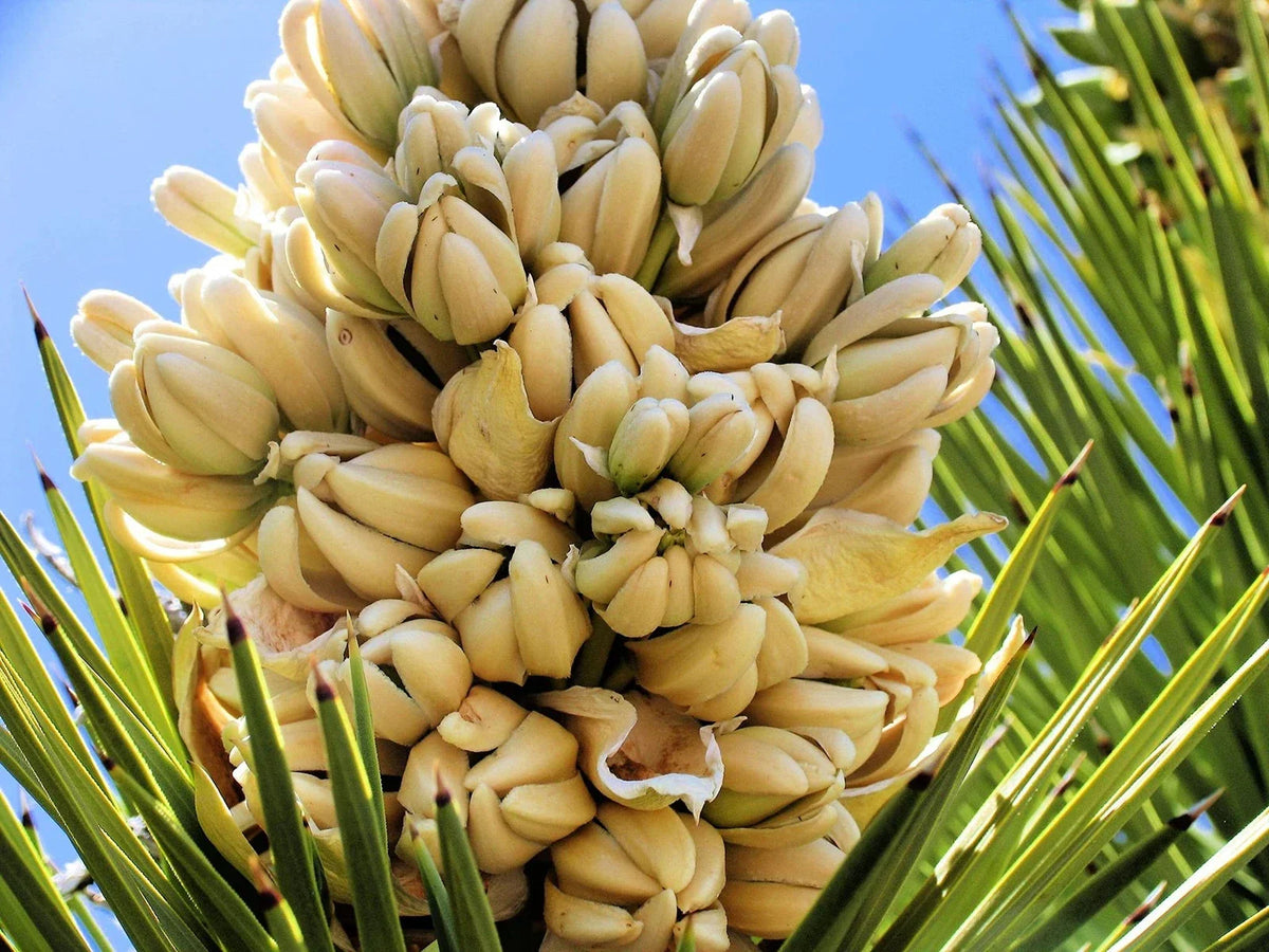 Yucca Palm Tree Seeds (10 Seeds) - Joshua Tree, Drought-Tolerant Yucca brevifolia for Planting, Full Sun Garden
