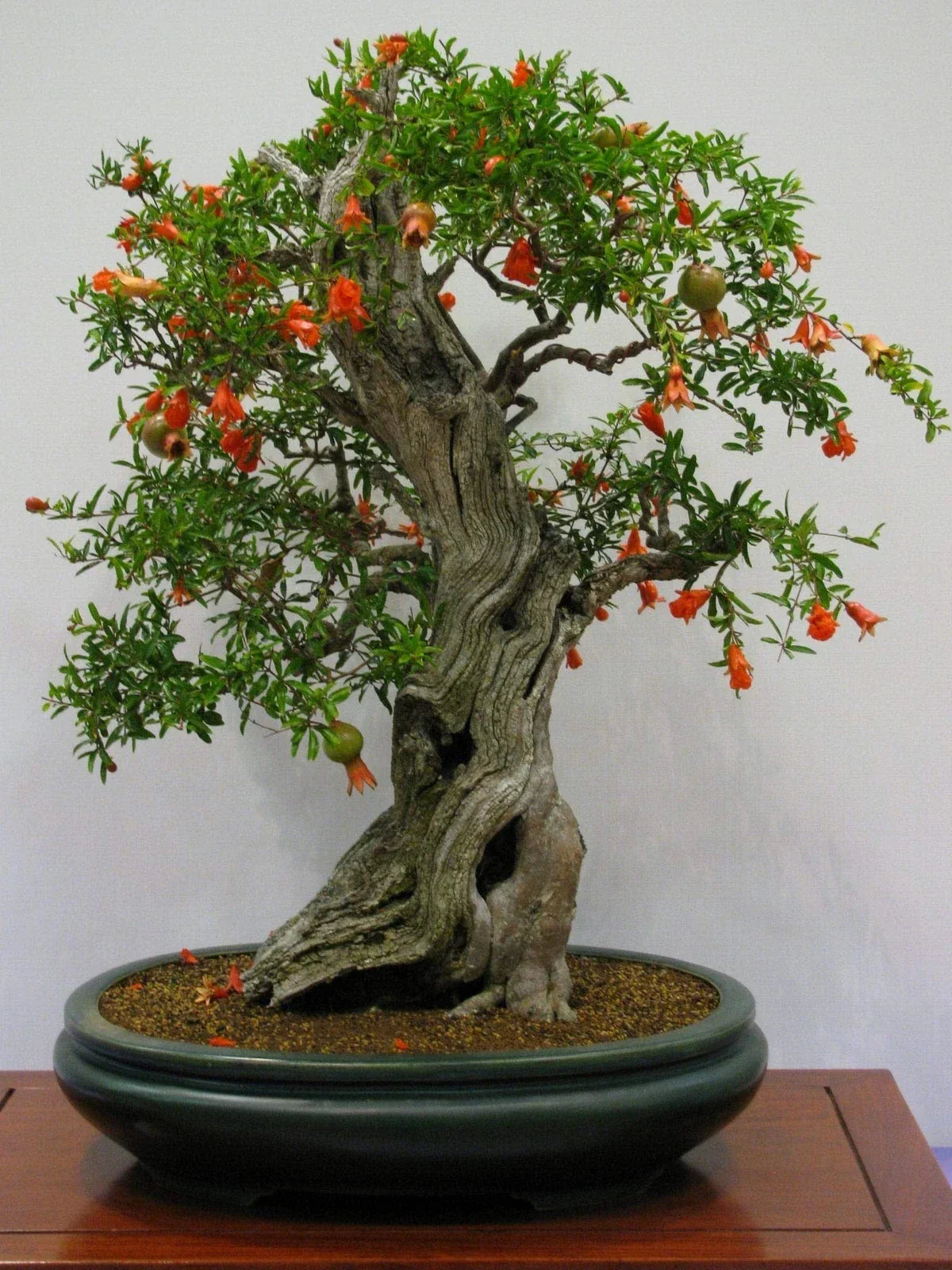 Pomegranate Bonsai Seeds - 20 Pack - Edible Fruit - Punica granatum - Grow Your Own Miniature Tree