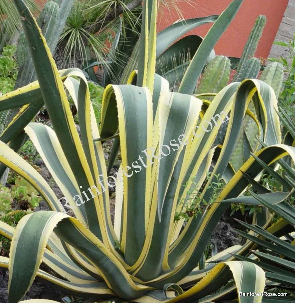 Agave Cuttings 10 Inches Yellow Edge Variegated Succulent - Agave americana var. marginata - Drought Resistant Plant
