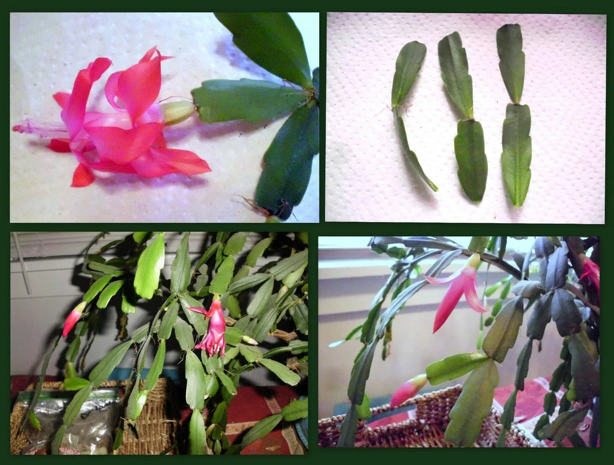 Christmas Cactus Cuttings 2-Segment Dark Pink Schlumbergera Bridgesii - Fresh Unrooted Plant Propagation for Indoor Gardens