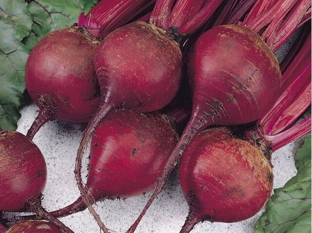 Ruby Queen Beet Seeds - 1 LB Bulk, Buttery Tender Variety, Exceptional Color, Beta vulgaris for Home Gardening