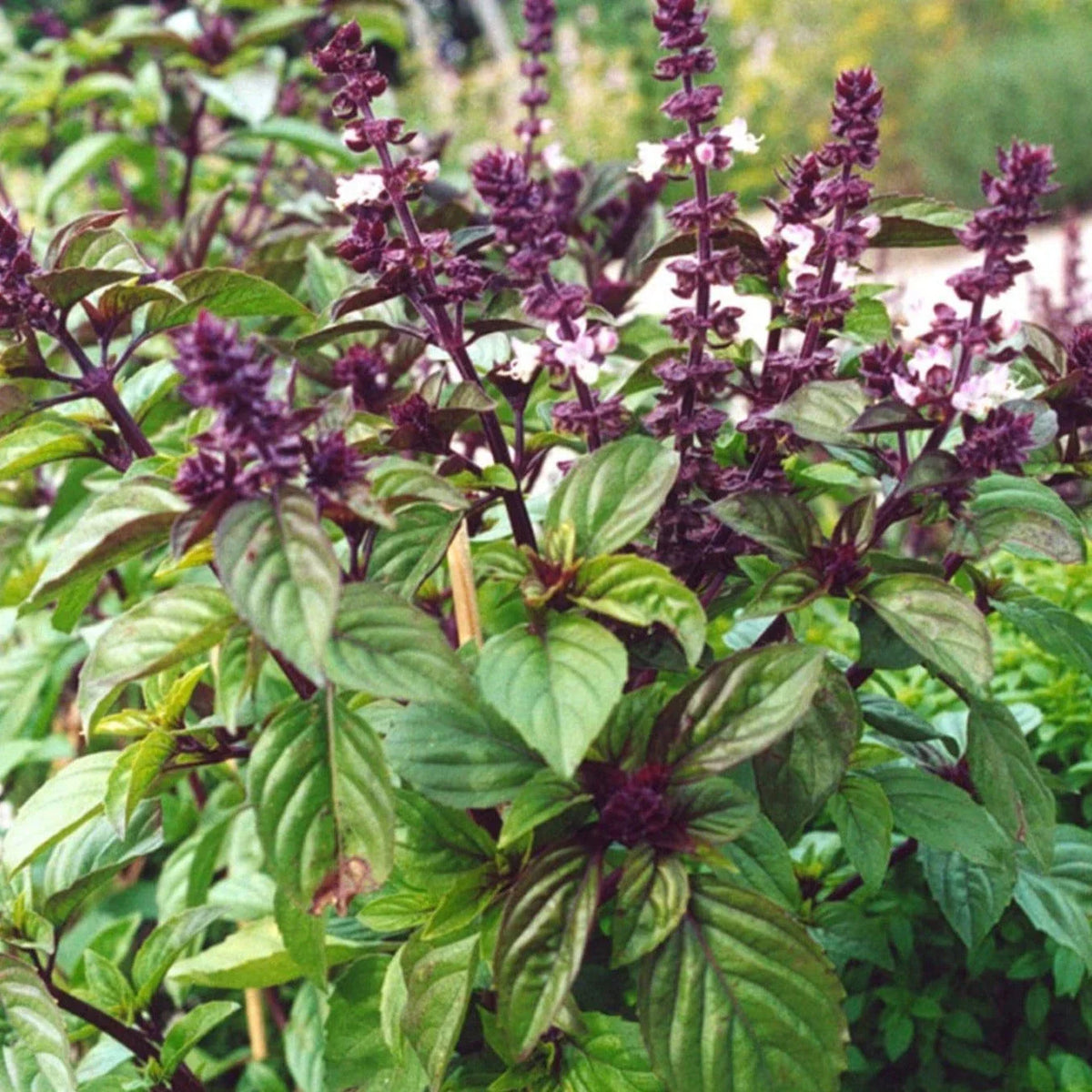 Licorice Basil Seeds - 100 Count - Anise Flavor Herb for 2025 Planting, Ocimum Basilicum Anise - Non-GMO Culinary Herb