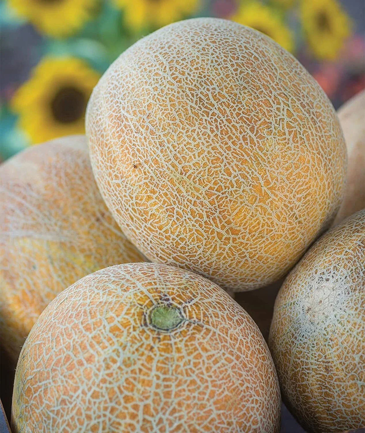 Ambrosia Cantaloupe Seeds (10 Seeds) - Heirloom Sweet Flavor, Cucumis melo, Perfect for Home Gardening