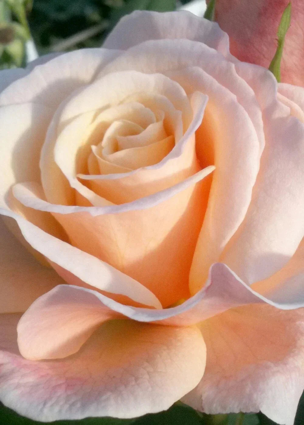 Oh Happy Day Hybrid Tea Rose Cuttings - 4 Live Cuttings - Large Blooms - Rosa spp. - Ideal for Garden Beds & Containers