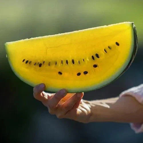 Yellow Flesh Moon and Stars Watermelon Seeds - 40+ Non-GMO Heirloom (Citrullus lanatus) - Organic Gardening Seeds
