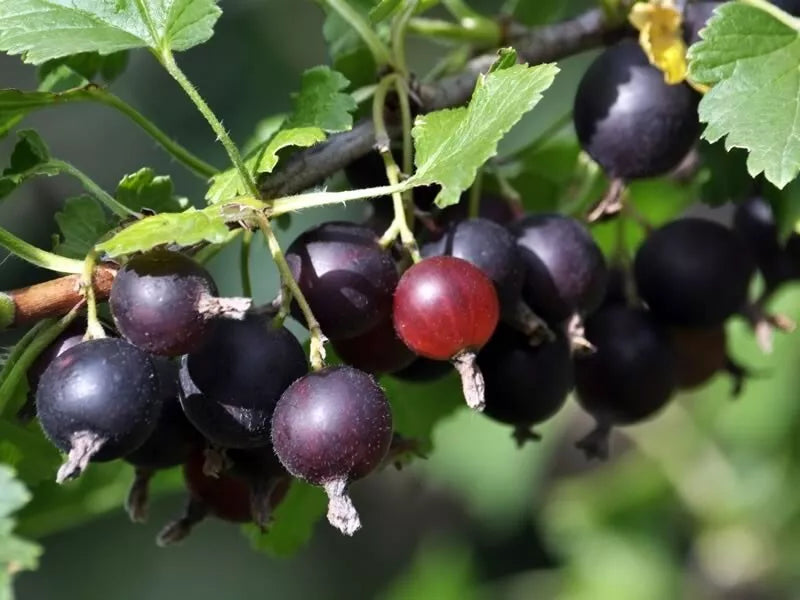 Live Jostaberry Plant, Fully Rooted Starter, Thornless Gooseberry-Currant Hybrid, Ribes nidigrolaria x Ribes rubrum