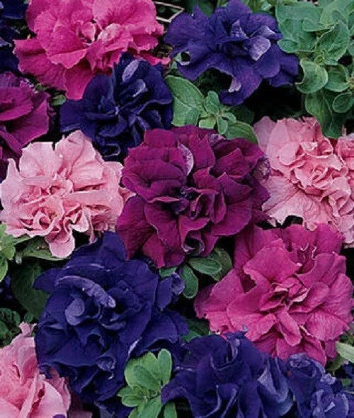 Petunia Seeds 50 Count Mix - Double Red Pink Purple - Petunia x hybrida - Perfect for Containers & Hanging Baskets