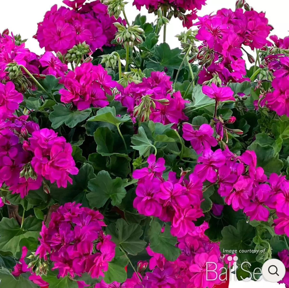 Geranium Plugs 4" Calliope Cascade Violet Live Annual Plants, Semi-Trailing, Hummingbird Attracting, Pelargonium x hortorum