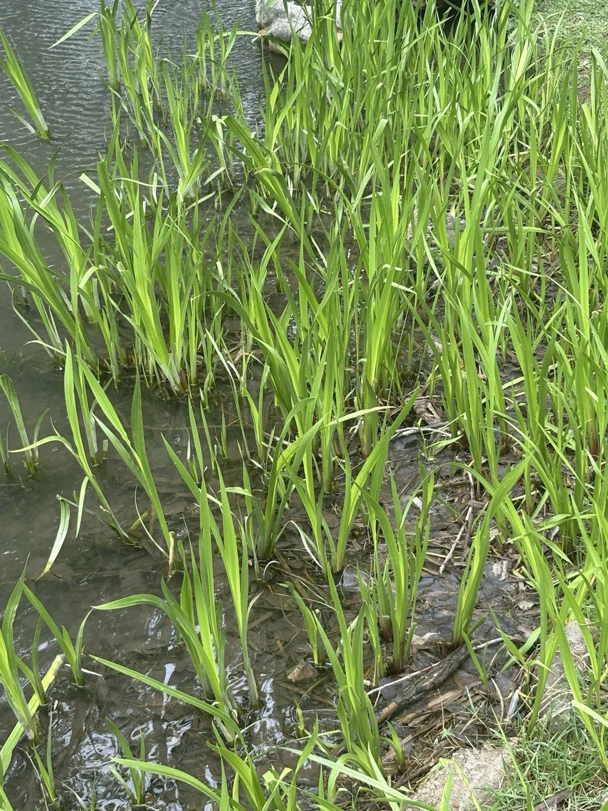 Sweet Flag Plant - Live Aquatic Perennial - Aromatic Sedge - Acorus calamus - Ideal for Ponds & Wetland Gardens