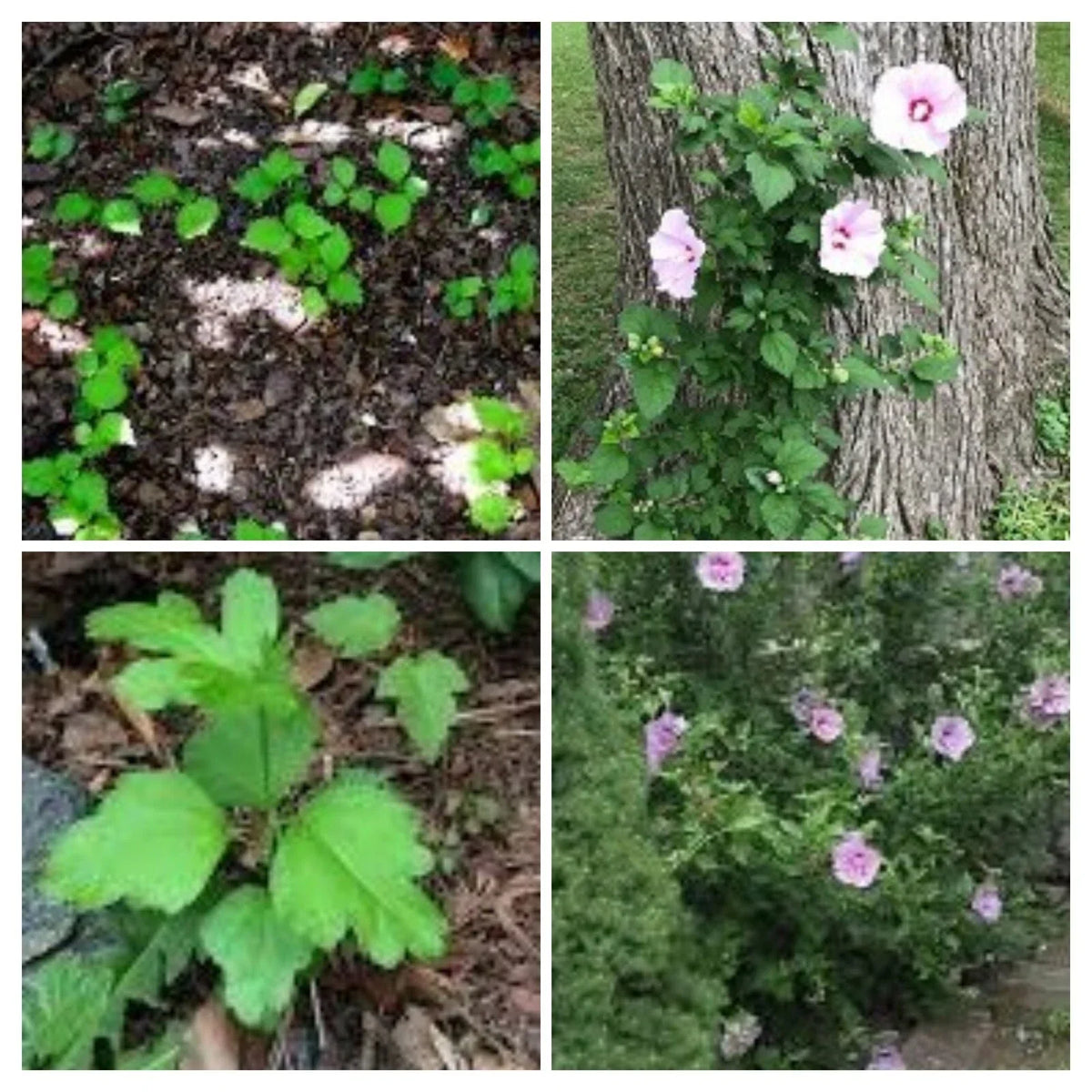 Rose of Sharon Hibiscus Live Plant Roots, 2" Starter Bush, Fast Growing, Hibiscus syriacus, Vibrant Flowers, Pollinator Friendly