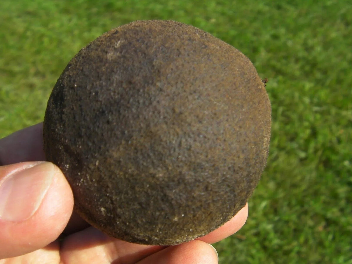 30 Organic Black Walnut Seeds, Juglans Nigra, Anti-Parasitic, Edible Nuts, Fast-Growing Tree