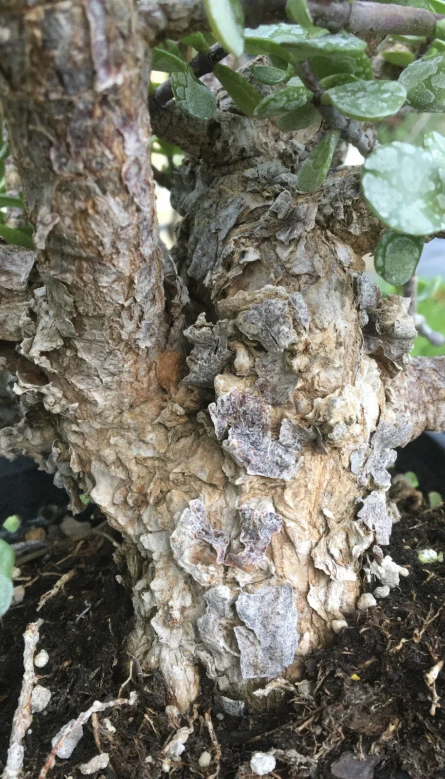 Cork Bark Portulacaria Succulent Cuttings, 6 pcs ~6” Long, Dwarf Jade Bonsai, Portulacaria afra for Indoor Gardening