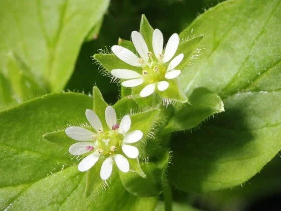 Organic Chickweed Seeds - 50+ Pack, Medicinal Herb, Stellaria media, Annual Variety, 2025 Harvest, Easy to Grow