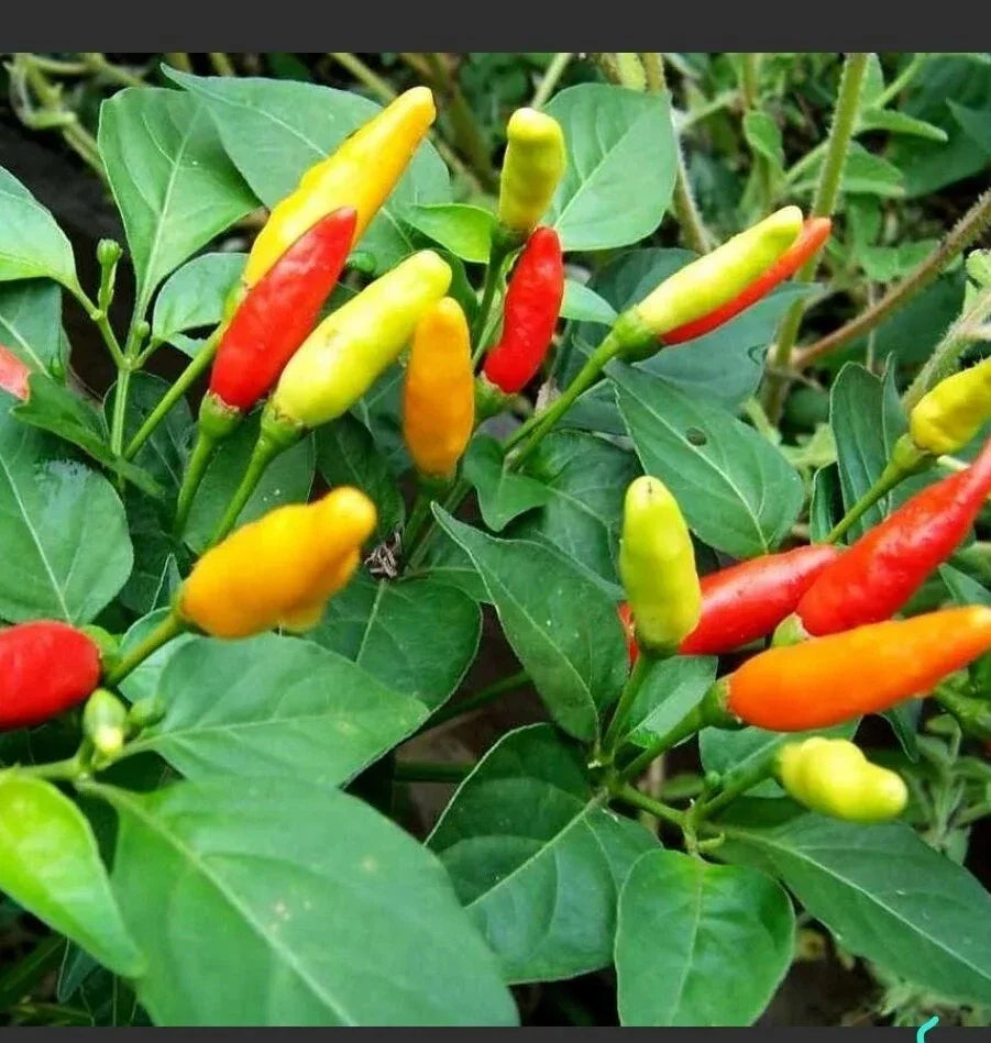 Tabasco Pepper Live Plants Set of 10 in 2.5-Inch Pots - Capsicum frutescens - Hot Pepper Variety for Gardening