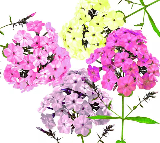 200 Pastel Phlox Drummondi Flower Seeds Mix - Pink, Salmon, Yellow, Rose - Hardy Annuals for Garden Planting