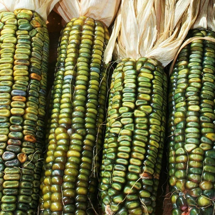 Oaxacan Green Dent Corn Seeds & Blue Gold Glass Gem Popcorn Seeds | Heirloom Non-GMO | Zea mays | 2025 Growing Season