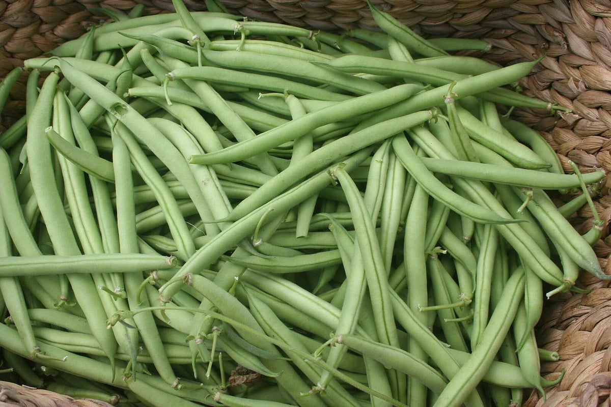 Provider Bush Green Bean Seeds - NON-GMO, Stringless, High Yield, Phaseolus vulgaris, Easy to Grow, Free Shipping