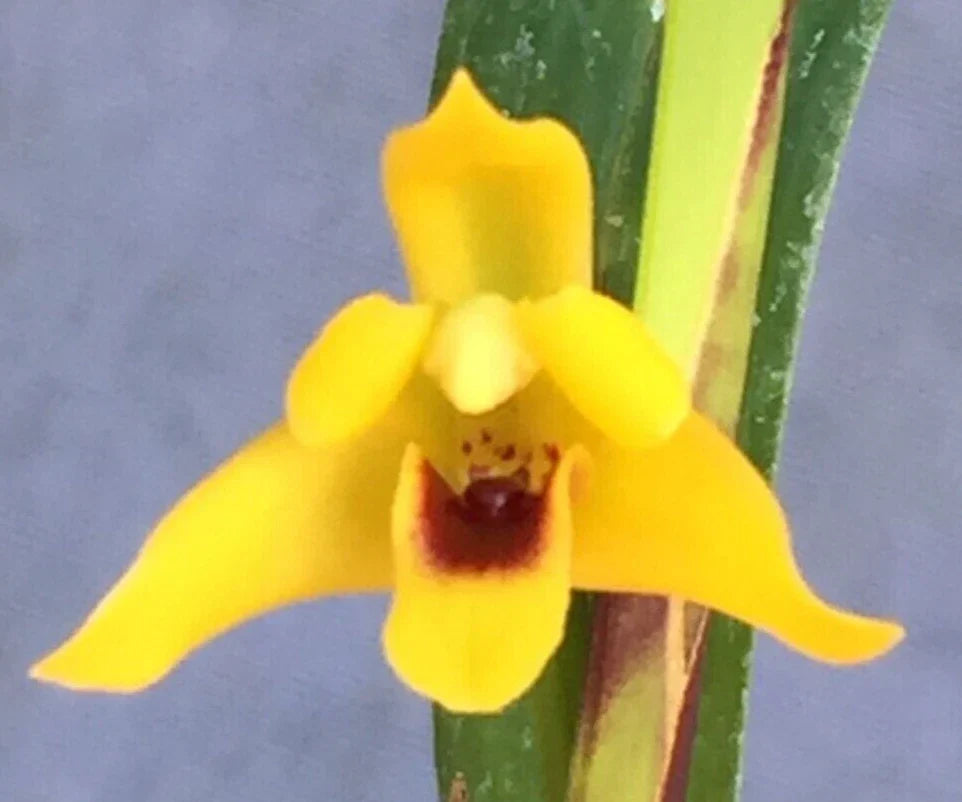 Maxillaria tenuifolia 'Yamada' Orchid Plant 2.5" Pot - Vibrant Red Coconut Scented Flower, Compact Growth, Rooted Orchid