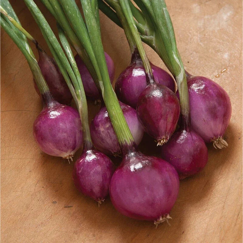 Purplette Onion Seeds - 300 Non-GMO Specialty Seeds - Allium cepa - Purple Onion for Salads and Gourmet Dishes