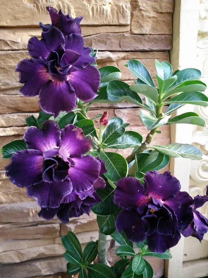 Purple Desert Rose Seeds - 4 Pack Adenium obesum - Perennial Flower Seeds for Garden & Landscape Design