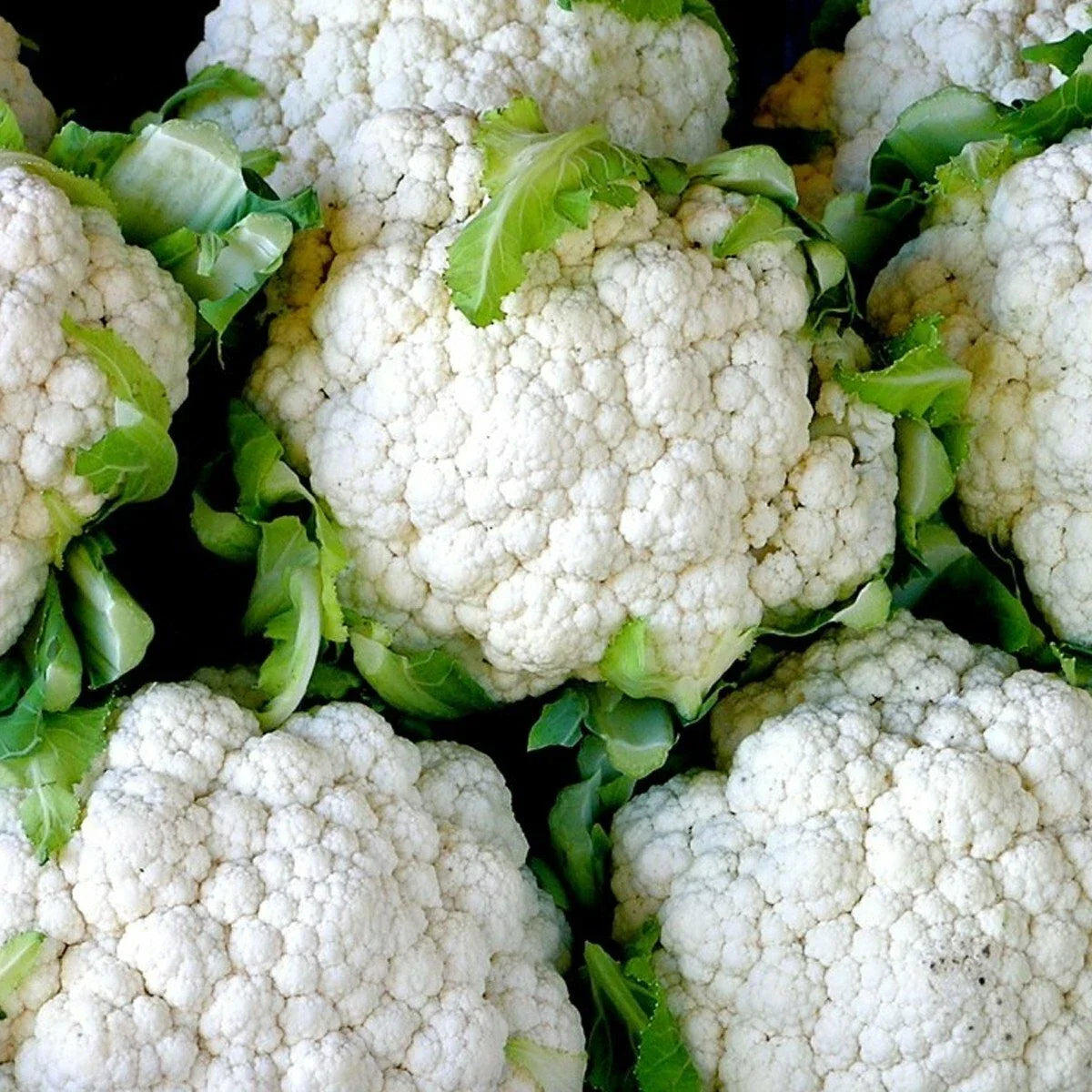 Snowball Cauliflower Seeds - 300+ Organic Heirloom Vegetable Seeds for Garden or Container (Brassica oleracea var. botrytis)