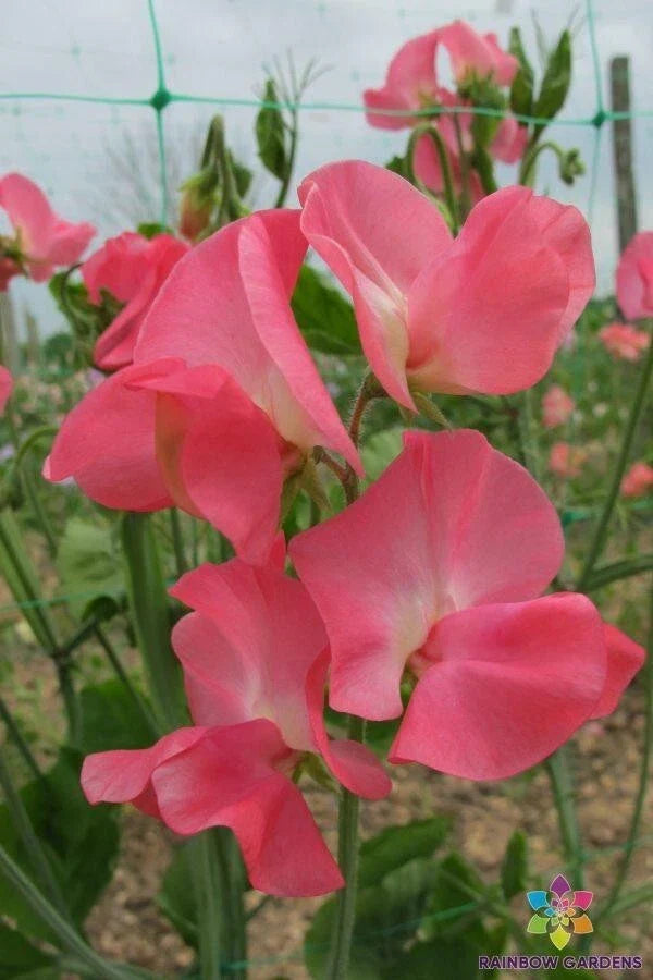 Sweet Pea Seeds 50 Pack Dream Girl Lathyrus odoratus USA Grown Non-GMO Garden Flowers