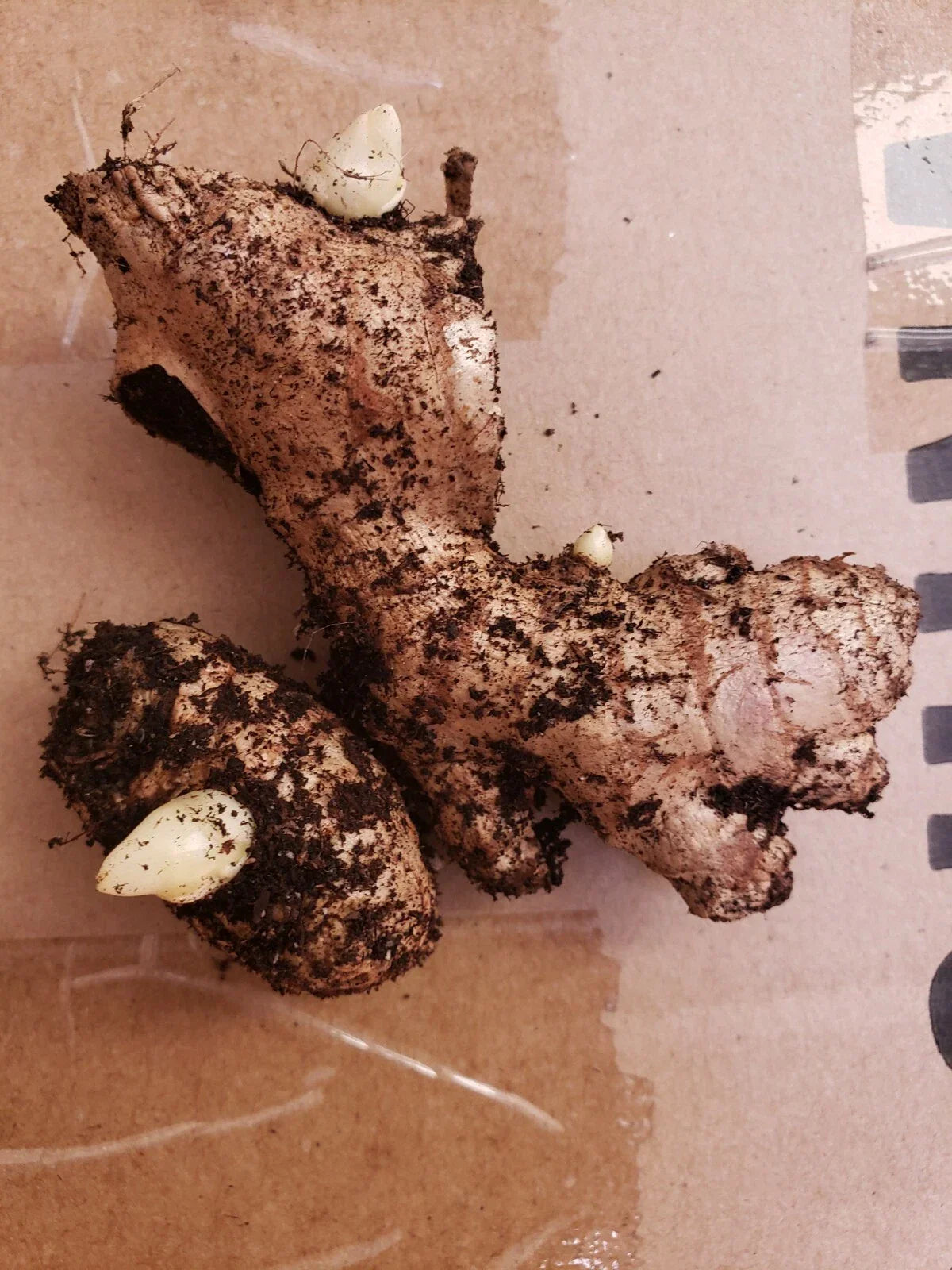 Fresh Organic Live Ginger Roots for Planting (2 pcs) - Zingiber officinale - Edible Gardening in Tropical Climates