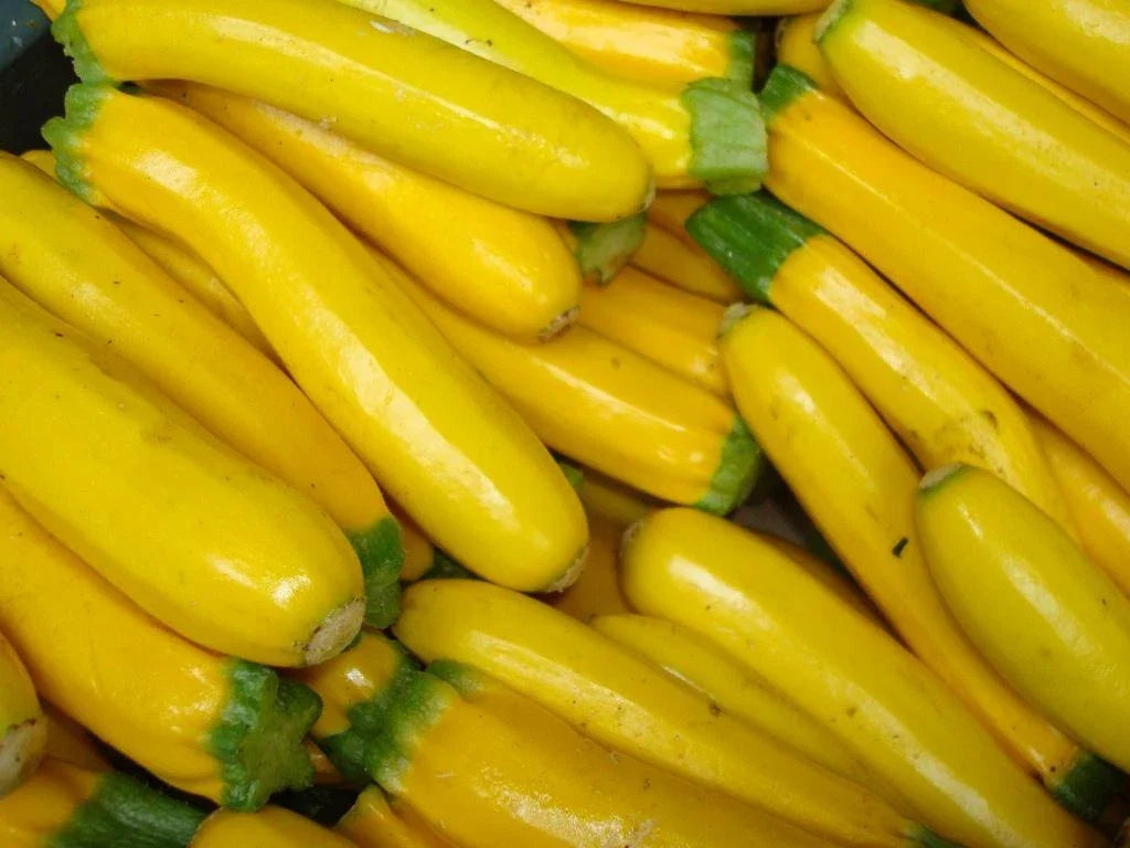 Golden Zucchini Squash Seeds 25 Ct Non-GMO Cucurbita pepo Summer Vegetable for Home Gardens