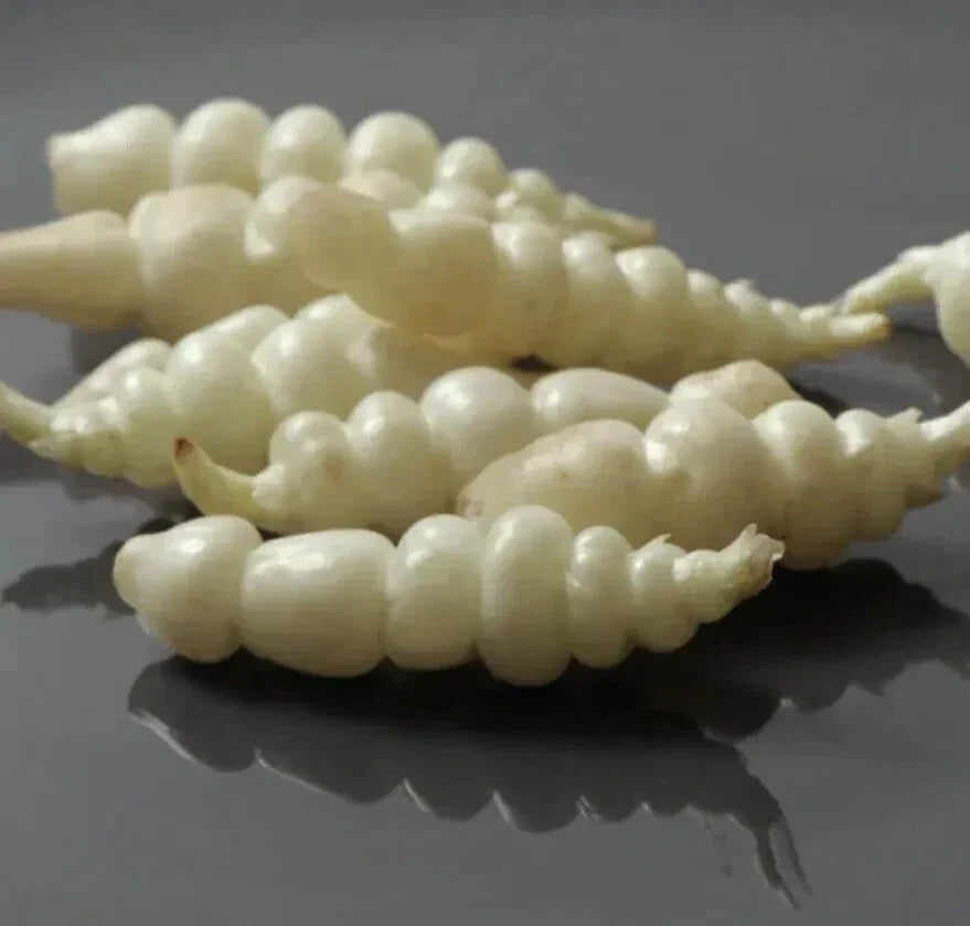 Chinese Artichoke Tubers - 3 Planting Tubers - Crosne - Stachys Affinis - USA Grown, Unique Flavor, Culinary Delight