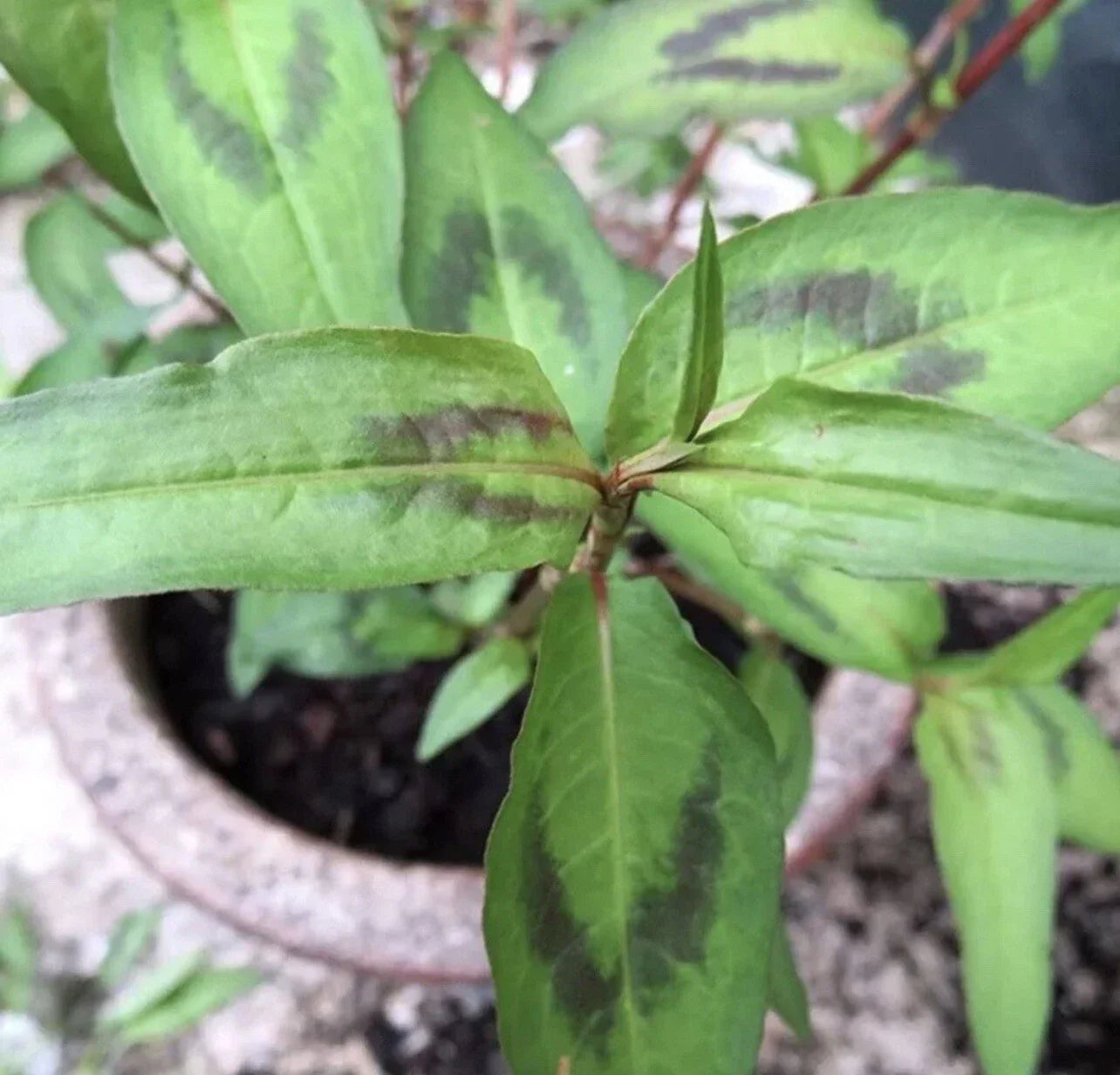 Vietnamese Coriander Plants - 5 Live Rau Ram - Fresh Culinary Herb - Persicaria odorata - Rooted in Soil for Gardening