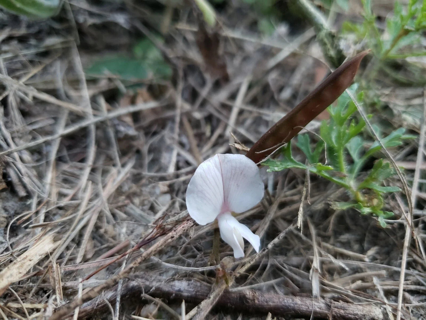 Scurf Hoarypea Seeds | 15+ Seeds | Ground Cover | Tephrosia chrysophylla | Florida Native Plant
