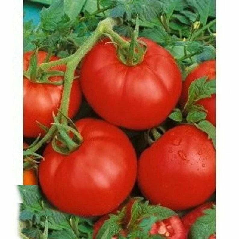 Ace 55 Tomato Seeds - Heirloom, Low Acidity, NON-GMO - Solanum lycopersicum - Versatile Sizes Available - Free Shipping
