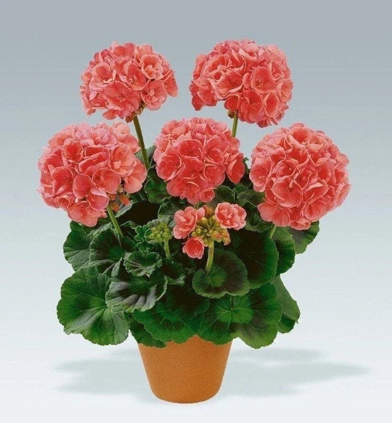 Geranium Cuttings 5-Pack Salmon-Pink Upright Pelargonium for Rooting - Vibrant Flowers for Indoor and Outdoor Gardens
