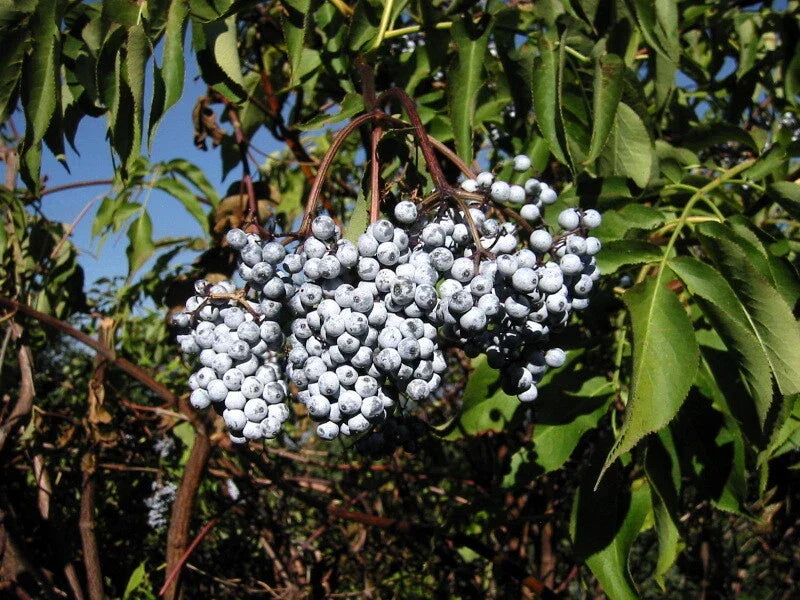 Blue Elderberry Seeds, 50 Pack, Organic Sambucus Caerulea, Edible Blue Berries for Garden Planting, Attracts Wildlife