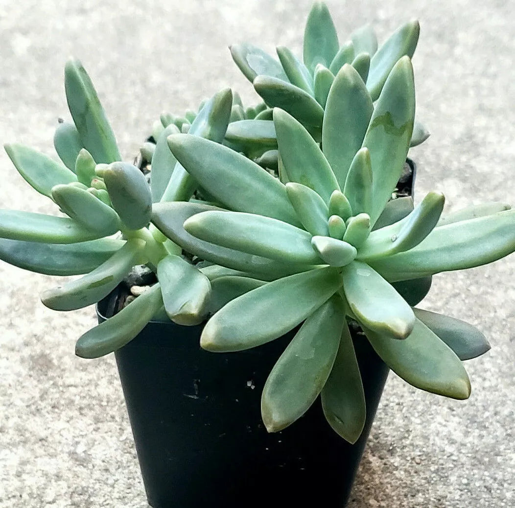 Pachyveria Succulent Plants - 2 Inch Blue Pearl - Easy Care Indoor Decor - Pachyveria glauca