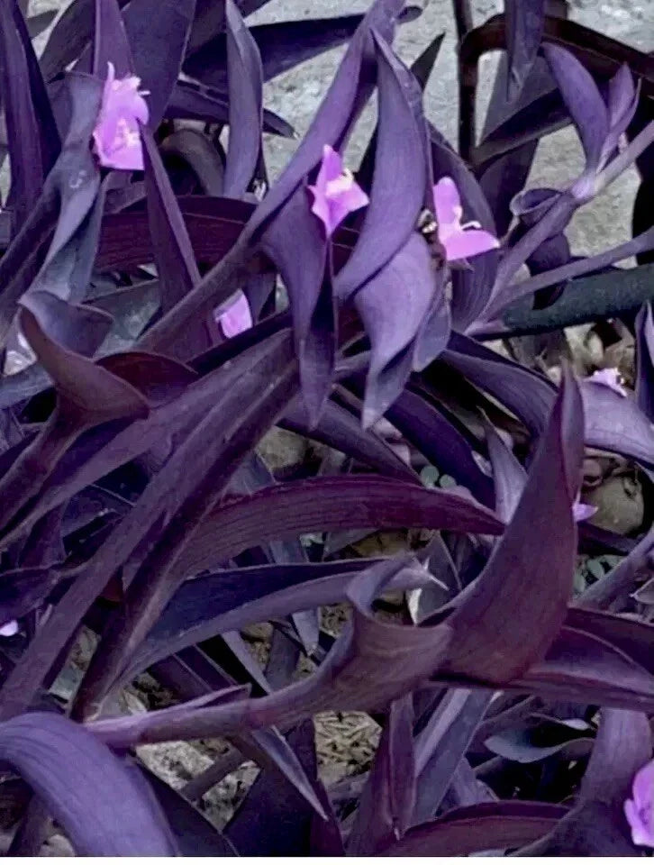 Purple Wandering Jew Plant 4" Pot, Tradescantia zebrina, Indoor Houseplant, Trailing Vine, Easy Care, Vibrant Foliage