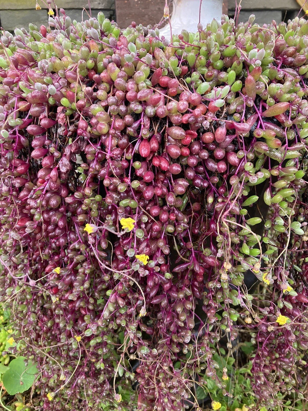 Othonna Capensis Red Ruby Necklace Succulent Cuttings 4-6" Long, Easy Care, Drought Tolerant Hanging Plant