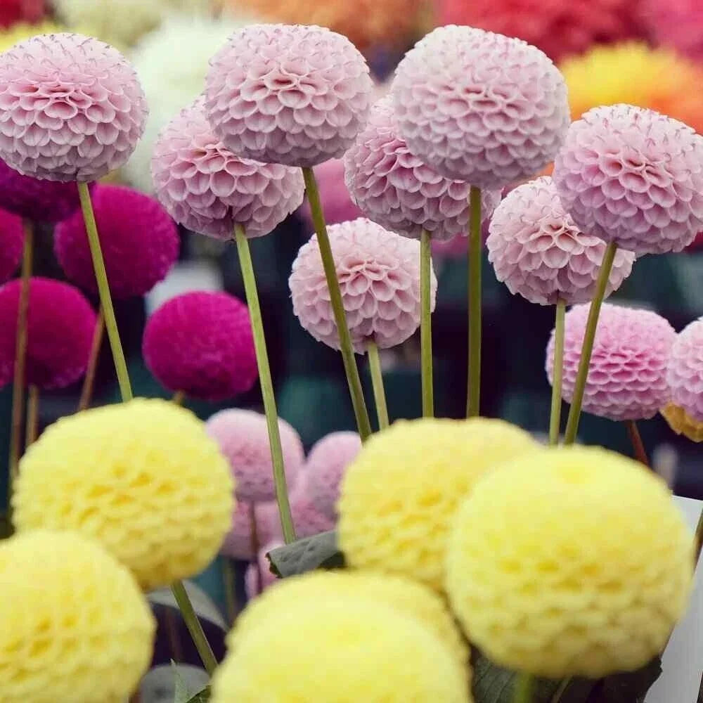 25 Pompom Dahlia Seeds - Colorful Perennial Flower Seeds - Dahlia pinnata - Vibrant Blooms for Gardens and Containers